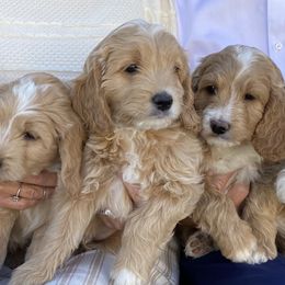 Goldendoodle Puppies from Nanas-Doodles