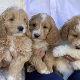 Goldendoodle Puppies from Nanas-Doodles