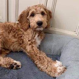 Goldendoodles from Simply Sweet Doodles