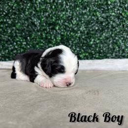 Black Boy - Black and white male Bernedoodle puppy in Modesto, California from Two Doods Doodles