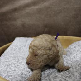 “Boy” Tyrion “purple color - Poodle puppy in Hazard, Kentucky from Suited N Booted Standards