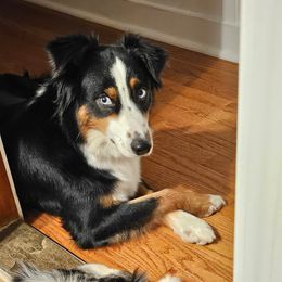 Demi - Australian Shepherd