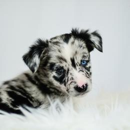 Border Collie and Maremma Sheepdog Puppies from 2J 2K Border Collies