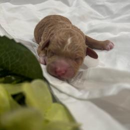 Coast - Apricot male Goldendoodle puppy in Hemet, California from Vallevistadoodles