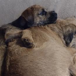 Border Terriers from Glynmoir Border Terriers