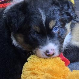 Pepper - Black tri-color female Australian Shepherd puppy in California, Kentucky from R and B Aussies