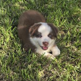 Boy 2 - Red tri-color male Australian Shepherd puppy in Lakeland, Florida from Diamond P Australian Shepherds