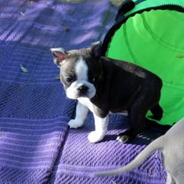 Boston Terrier and Italian Greyhound Puppies from 4Ever Boston Terriers & Italian Greyhounds