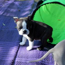 Boston Terrier and Italian Greyhound Puppies from 4Ever Boston Terriers & Italian Greyhounds