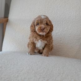 Flint - Golden male Cockapoo puppy in Altamonte Springs, Florida from The Perks of Pups