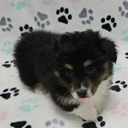 PEPPER - Black and tan female American Corgi puppy in Walker, Iowa from Double K Corgis