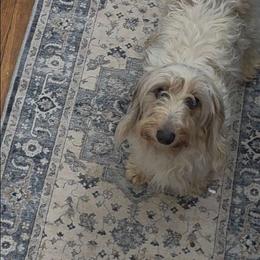 Lambchop - Dachshund
