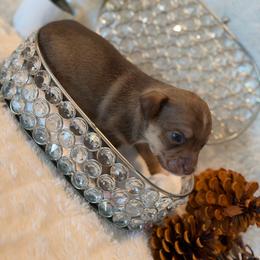 Bates - Chocolate and tan male Chihuahua puppy in Seneca, Missouri from Stephanie’s Puppy Colony