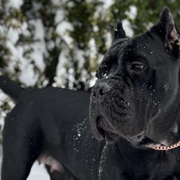 Cane Corso from Bellissima Cala Cane Corso