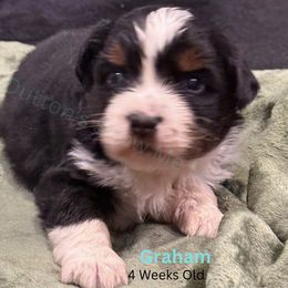Graham - Black tri male Miniature Australian Shepherd puppy in Oronogo, Missouri from Dutton's Show Me Farms