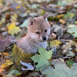 Gucci - Red female Shiba Inu puppy in Racine, Wisconsin from Belle City Shibas