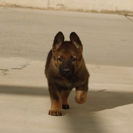 German Shepherd Puppies from Vom Haus Denfors K9
