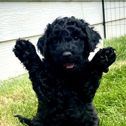Australian Labradoodle Puppies from Tiny Treasures Australian Labradoodles