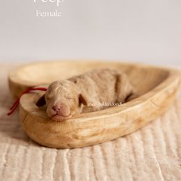 Peep - Cream Goldendoodle puppy in Lusby, Maryland from C&C Goldendoodles