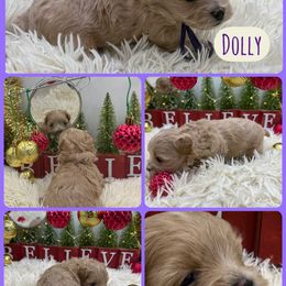 Dolly Parton - Apricot female Maltipoo puppy in Wayland, New York from Loris Pampered Pooches💕