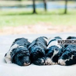 Aussiedoodles, Bernedoodles, Goldendoodles, and Sheepadoodles from V6 Ranch Dogs