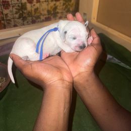 Missy - Dalmatian puppy from Andersons Toy Box LLC