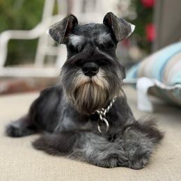 Comet - Salt and pepper male Miniature Schnauzer puppy in Wildomar, California from My Angel Schnauzers