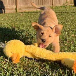 Labrador Retriever Puppies from Sycamore Kennels