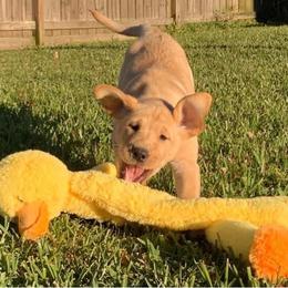 Labrador Retriever Puppies from Sycamore Kennels