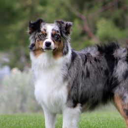 Aspen - Australian Shepherd