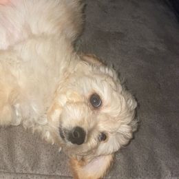 Honey - Cream Goldendoodle puppy in Cincinnati, Ohio from Danielle's Doodles
