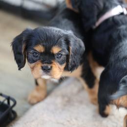 Tadhg - Black and tan male Cavalier King Charles Spaniel puppy in Payette, Idaho from Stonewick Retrievers