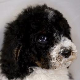Black & White Boy - Black and white Bernedoodle puppy in Bountiful, Utah from Perfect Pup Doodles