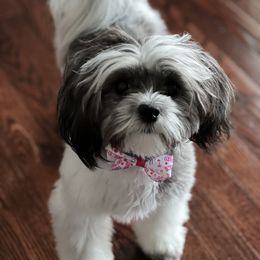 Shih Tzu All Grown Up from Oodles of Poodles & Doodles