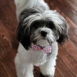 Shih Tzu All Grown Up from Oodles of Poodles & Doodles