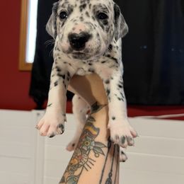Dalmatian Puppies from Hallmark Dalmatians;