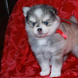 Rip - Gray and white male Pomsky puppy in Chino Valley, Arizona from Rose Peek Pomskies
