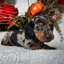 Dachshund Puppies from Royal Bloodline Canines