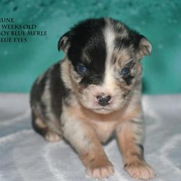 Rune - Blue merle male Miniature Australian Shepherd puppy in Patterson, North Carolina from DreamLine Aussies