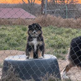 BTM - Black tri male Toy Australian Shepherd puppy in Lindale, Texas from Circle JTS Ranch