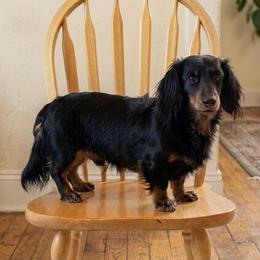Abby - Dachshund
