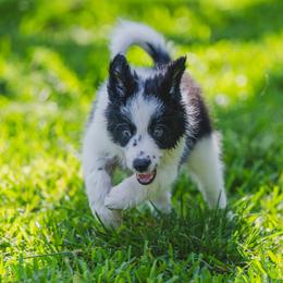 Pink - Black and white female Border Collie puppy in Blue Ridge, Georgia from Hill Valley Border Collies