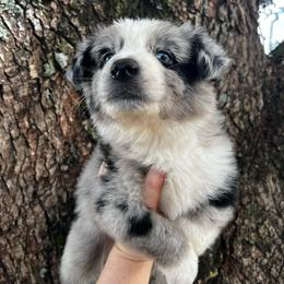 Boy 4 - Blue merle male Australian Shepherd puppy in Lakeland, Florida from Infinite Aussies