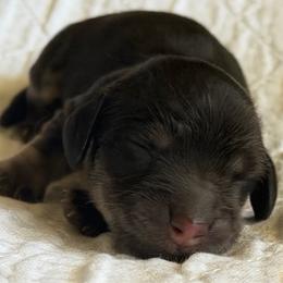 Martha - Black and cream female Dachshund puppy in Oregon from SoCo Dachshunds