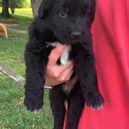 Newfoundland and Shih Tzu Puppies from Bobbi Kimball