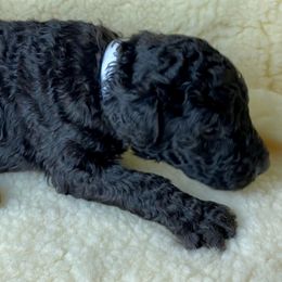 Poodle Puppies from Rosegold Poodles