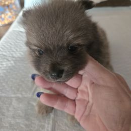 Puppy 3 - Black and brindle female Pomeranian puppy in Prattville, Alabama from Hall's Precious Babies