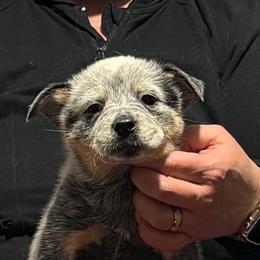 Swagger - Blue speckled male Australian Cattle Dog puppy in Sanger, Texas from Straight Arrow Australian Cattle Dogs