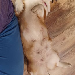 Pembroke Welsh Corgi All Grown Up from Rachael Singletary