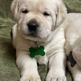 Yellow Male  Green Collar - Yellow male Labrador Retriever puppy in Beaverdam, Virginia from Gold Heart Labradors